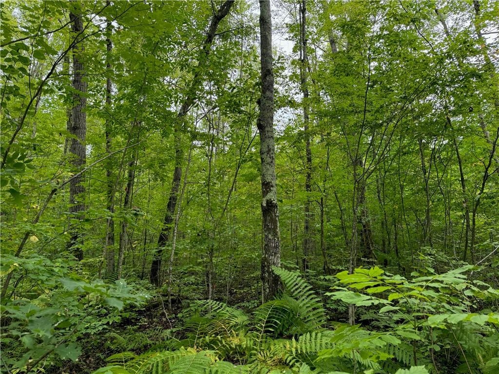 4.7-acres Gurno Lake Road Hayward, WI 54843 - Photo 25 of 25 View of local wilderness featuring a view of trees