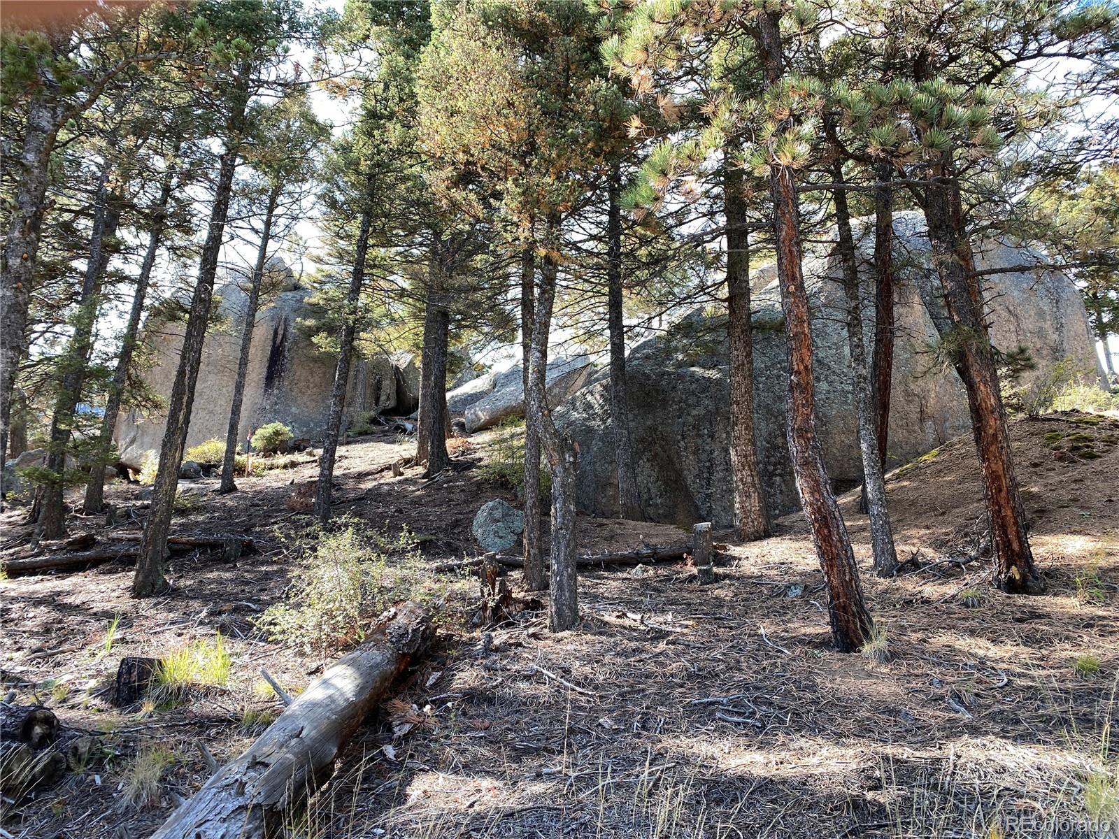 342 Ponderosa Road Manitou Springs, CO 80829 - Photo 12 of 24 a view of a forest with trees