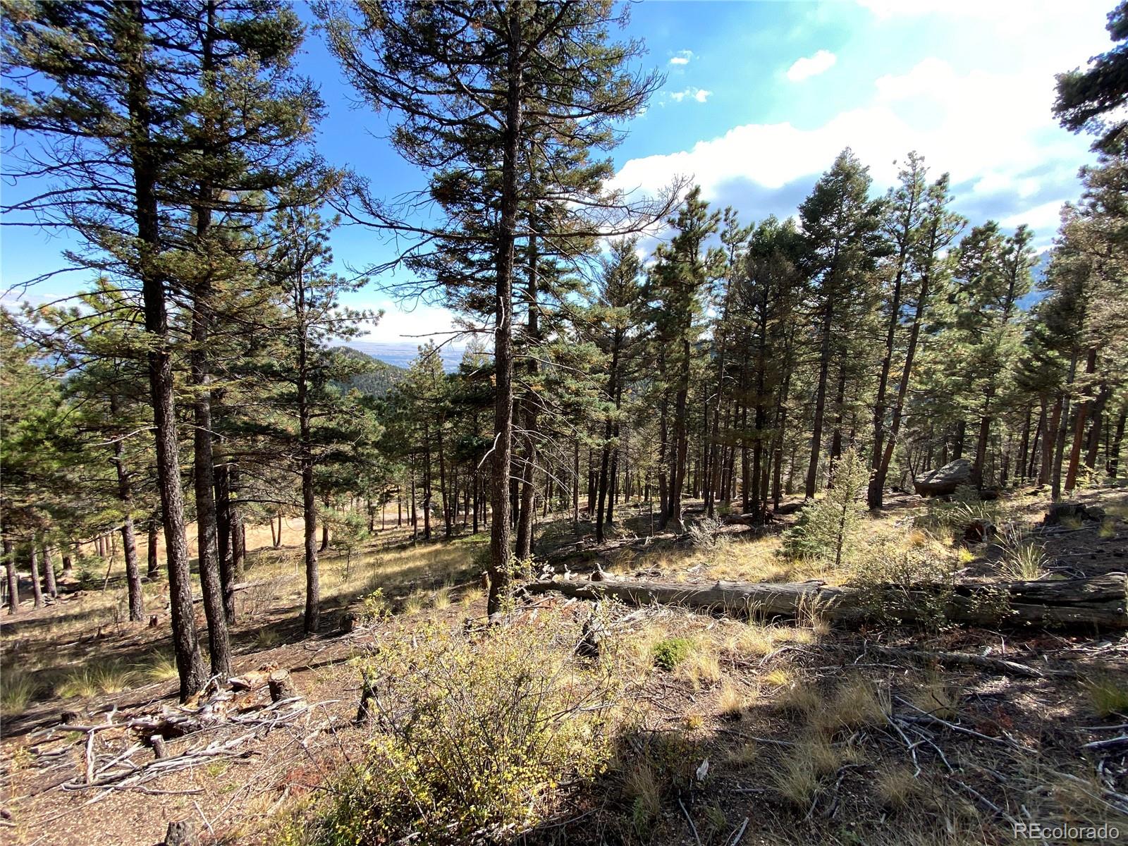 342 Ponderosa Road Manitou Springs, CO 80829 - Photo 4 of 24 a view of snow on a tree