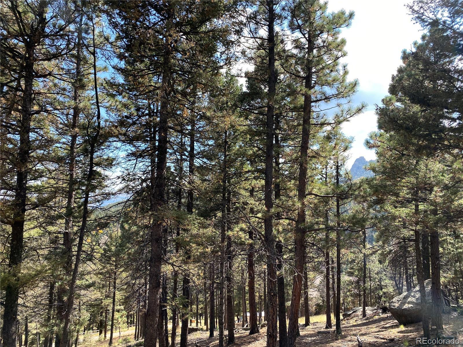 342 Ponderosa Road Manitou Springs, CO 80829 - Photo 8 of 24 a view of forest