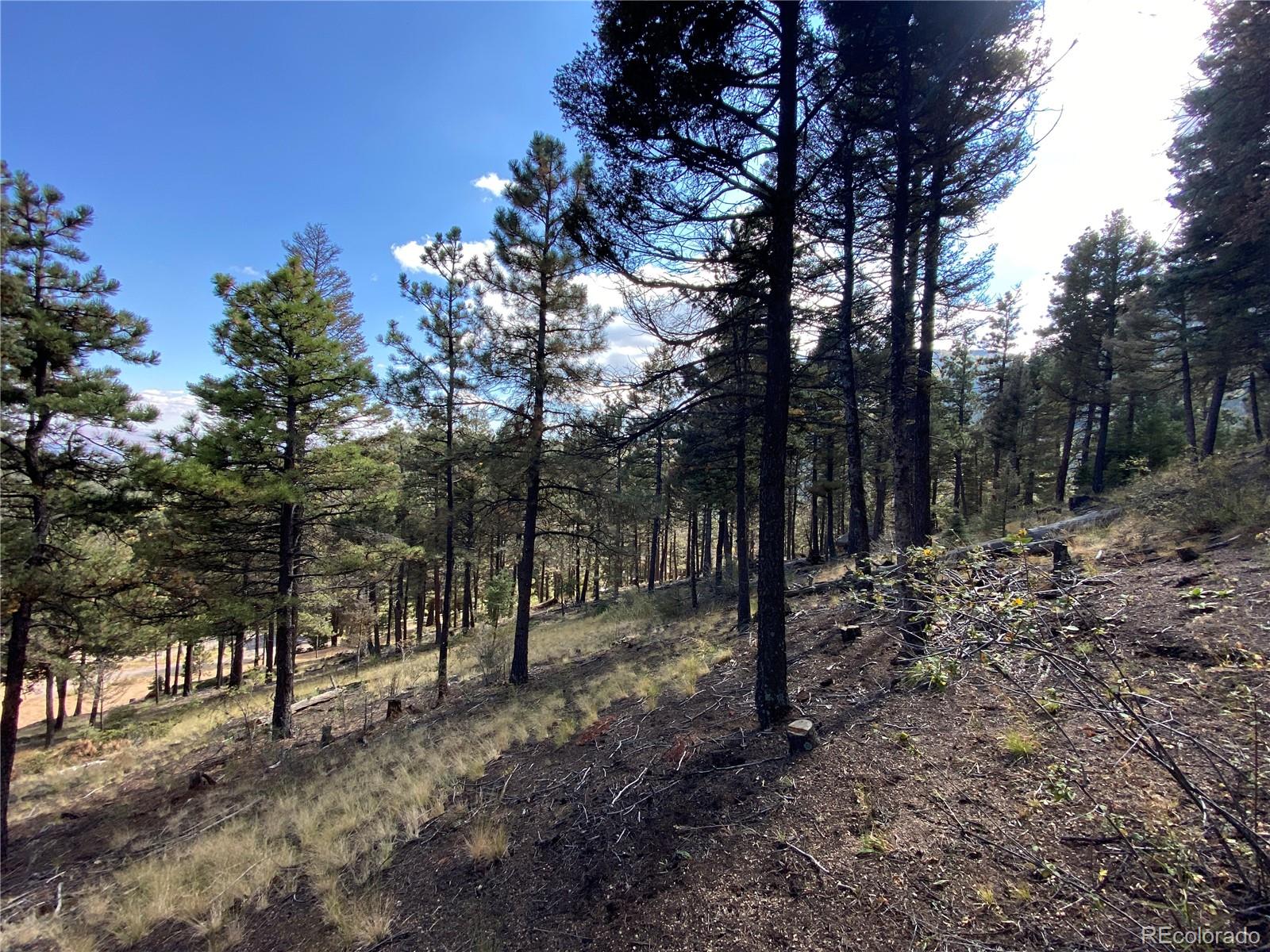 342 Ponderosa Road Manitou Springs, CO 80829 - Photo 10 of 24 a view of outdoor space with trees