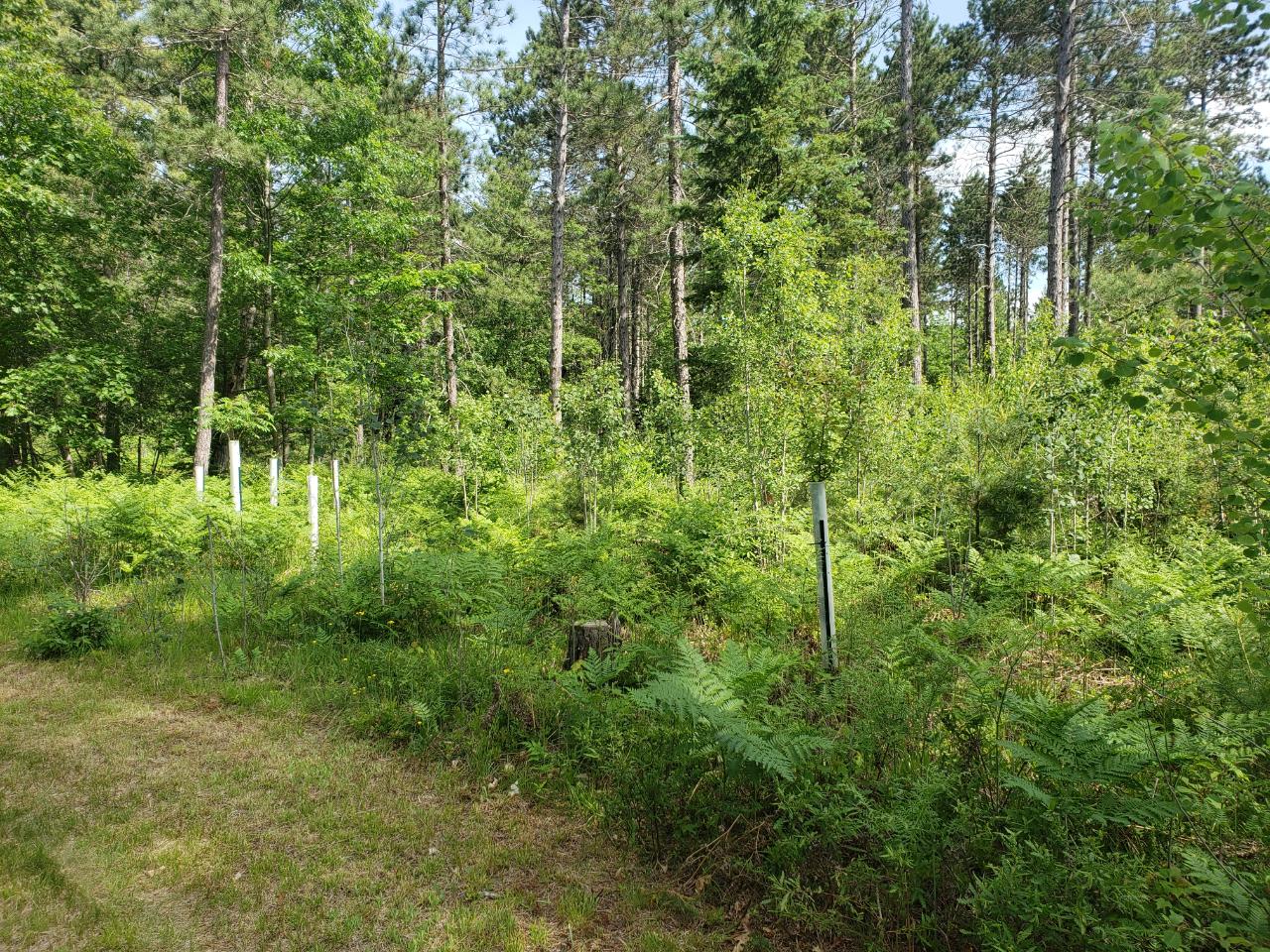 On Big Portage Lake Road Land O'Lakes, WI 54540 - Photo 8 of 12 Gallery Image 8