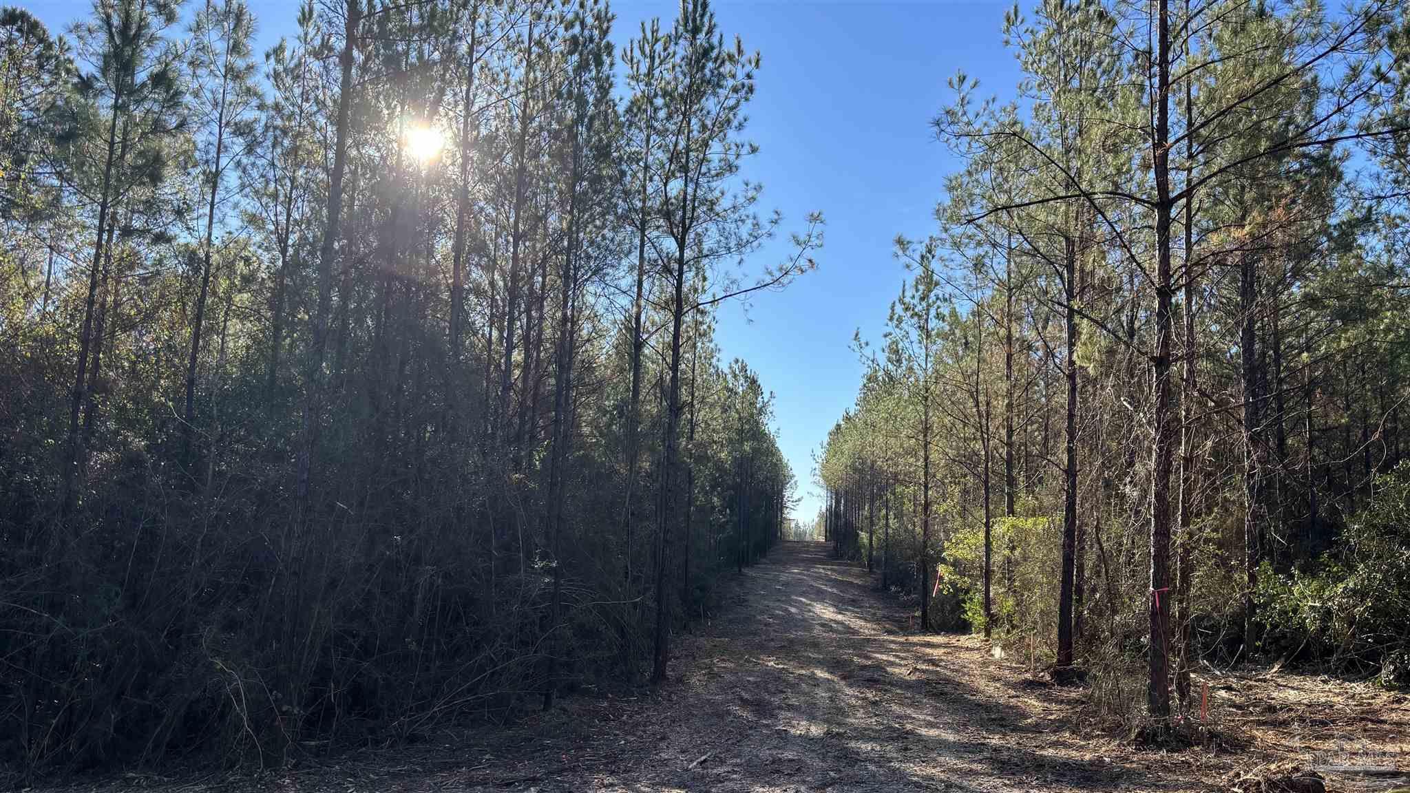 Lot 65 Straw Bridge Road Jay, FL 32565 - Photo 4 of 5