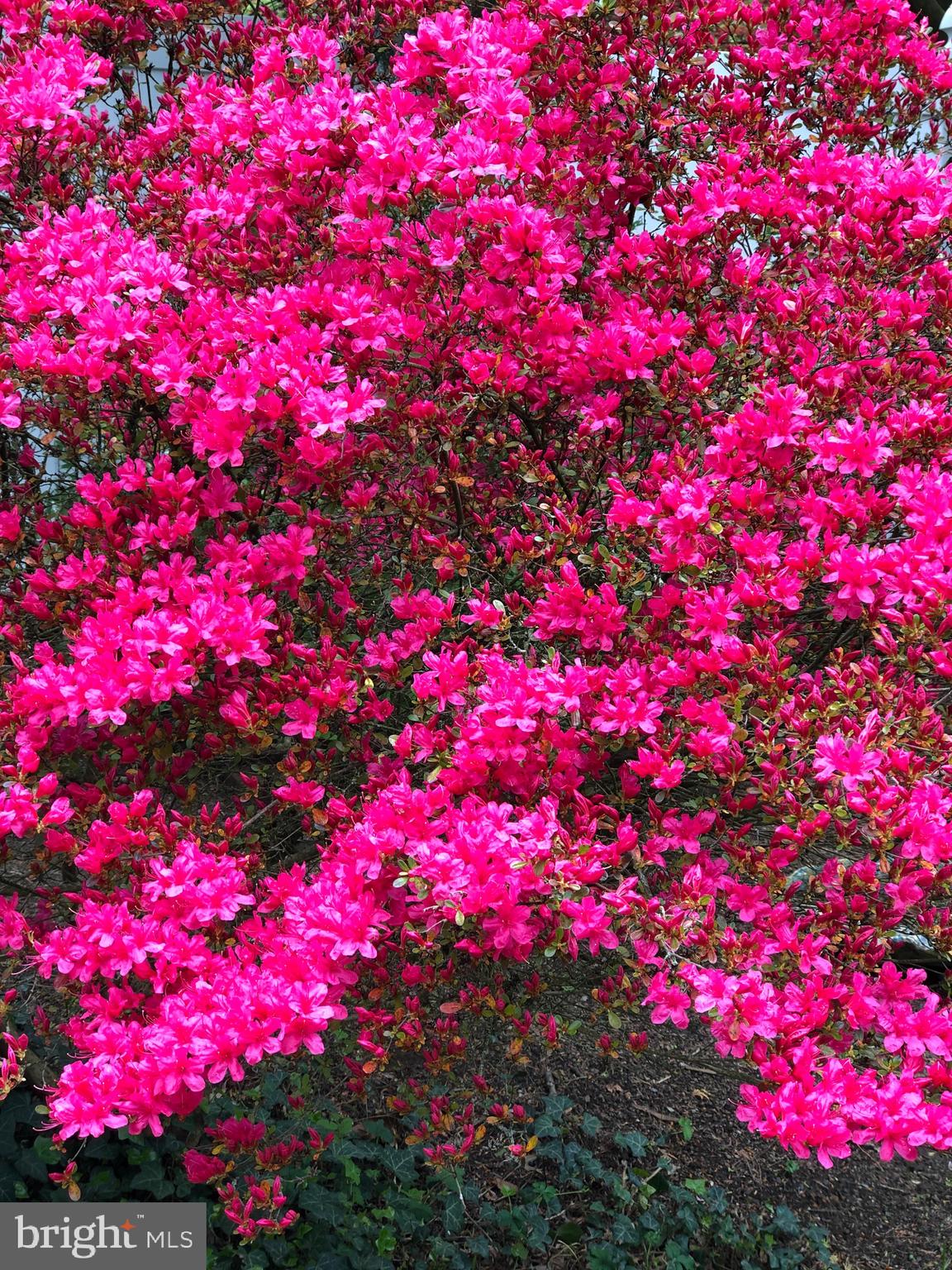 1110 Richmond Road Lancaster, PA 17603 - Photo 6 of 43 Hot Pink Azelea blooms in early spring