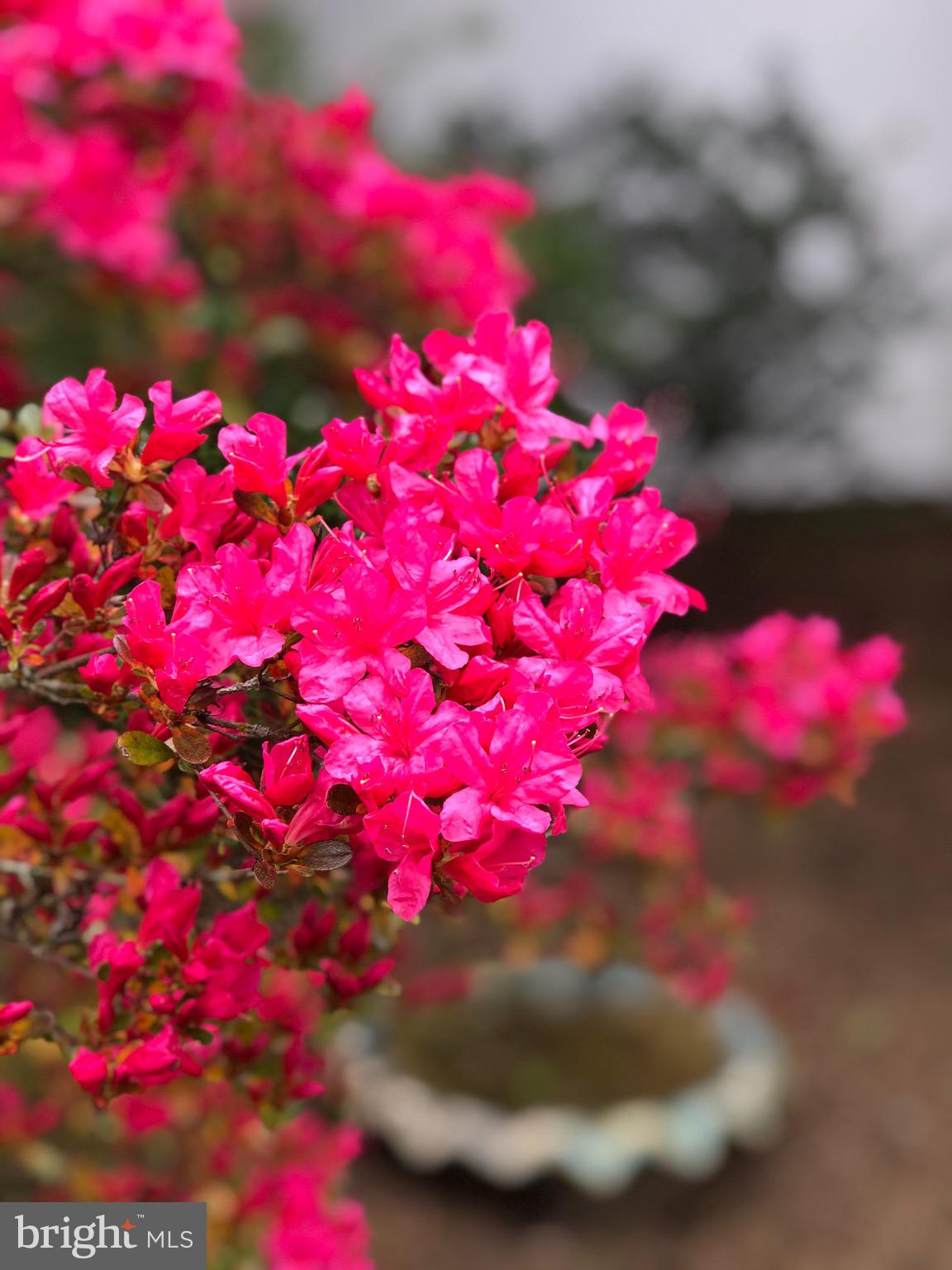 1110 Richmond Road Lancaster, PA 17603 - Photo 7 of 43 Beautiful view of Hot Pink Azelea from dining room