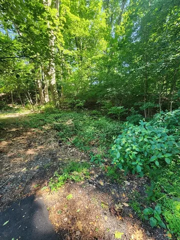 a view of a yard with plants and large trees
