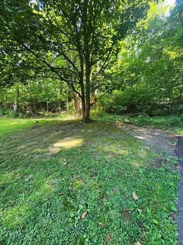 a view of a lush green space