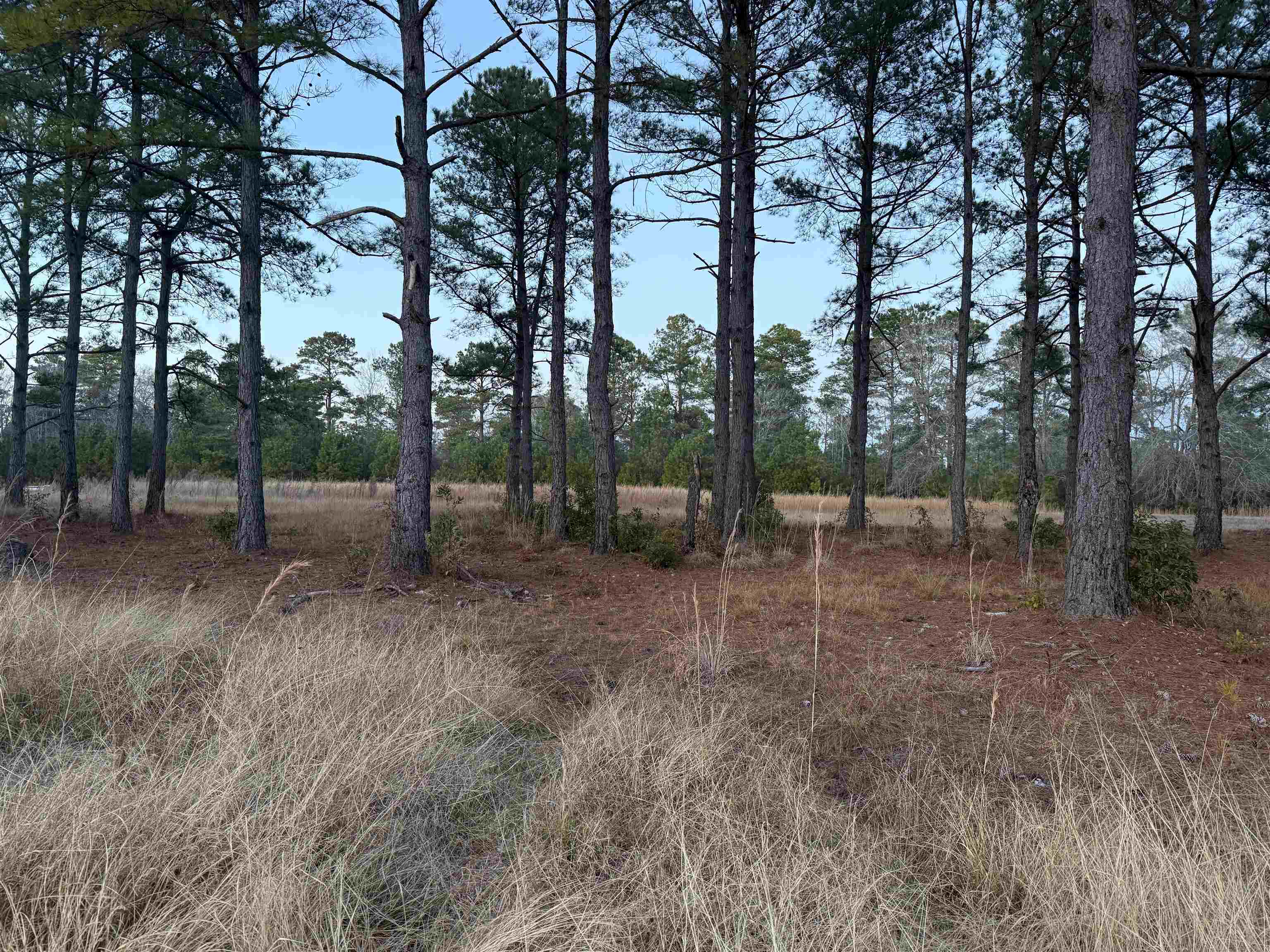 Tbd Belland Court Loris, SC 29569 - Photo 5 of 14