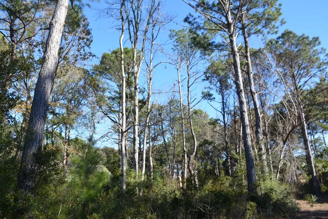 $168,500 | 61 Osprey Lane, Edisto Island, SC 29438