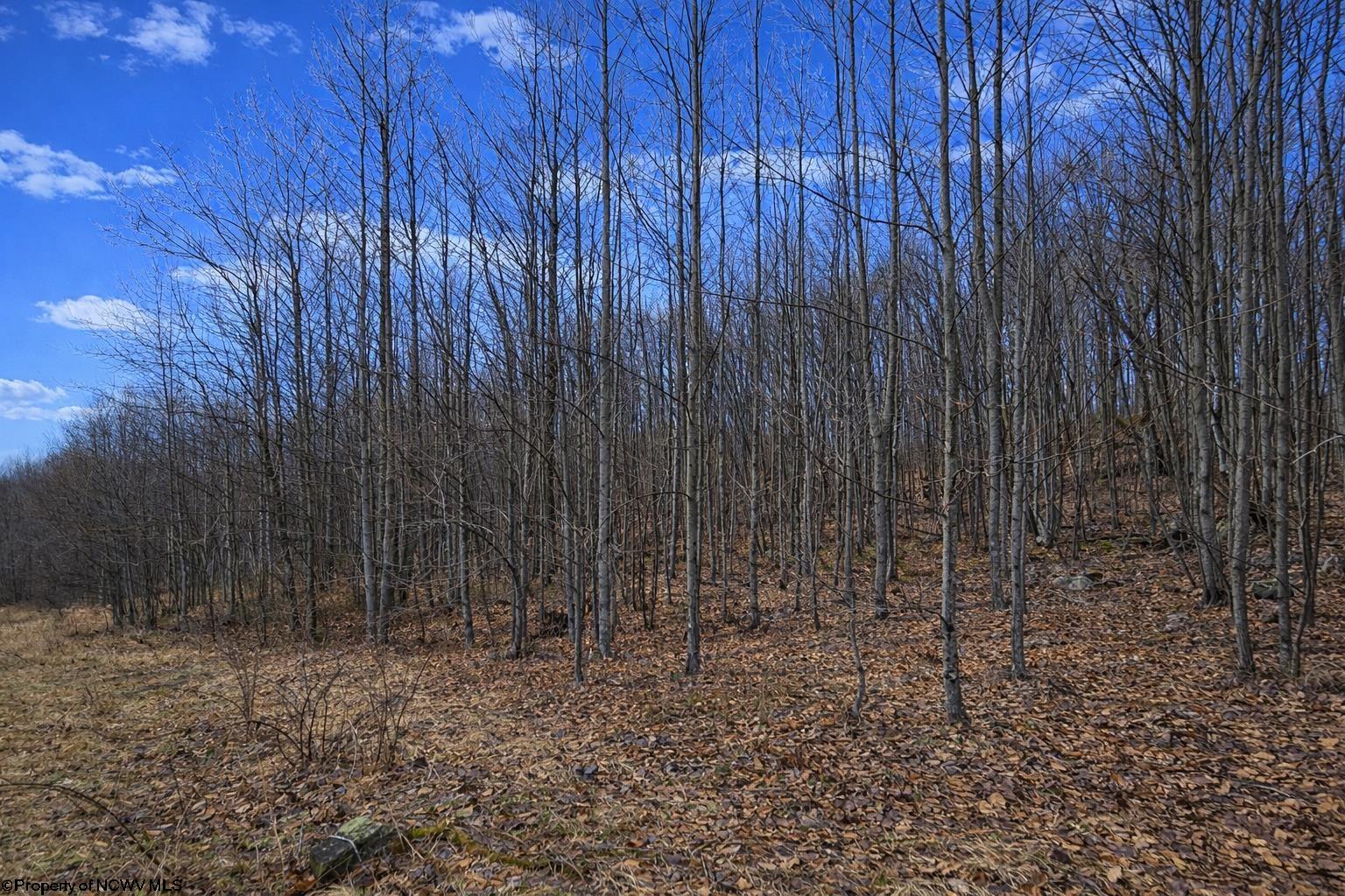 2110 West Teter Creek Road Montrose, WV 26283 - Photo 14 of 17 Gallery Image 14