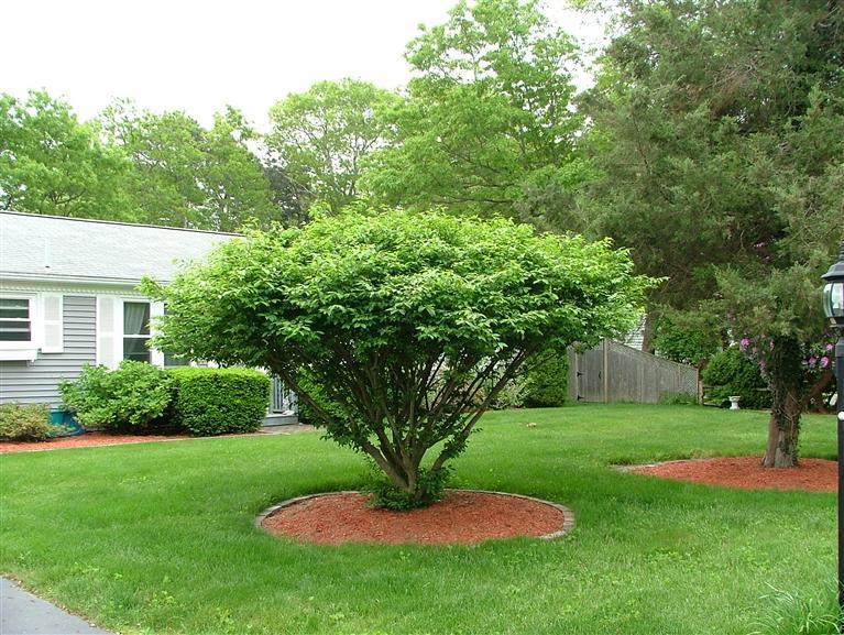 96 Sheaffer Road Centerville, MA 02632 - Photo 32 of 33 a view of a garden with a fountain
