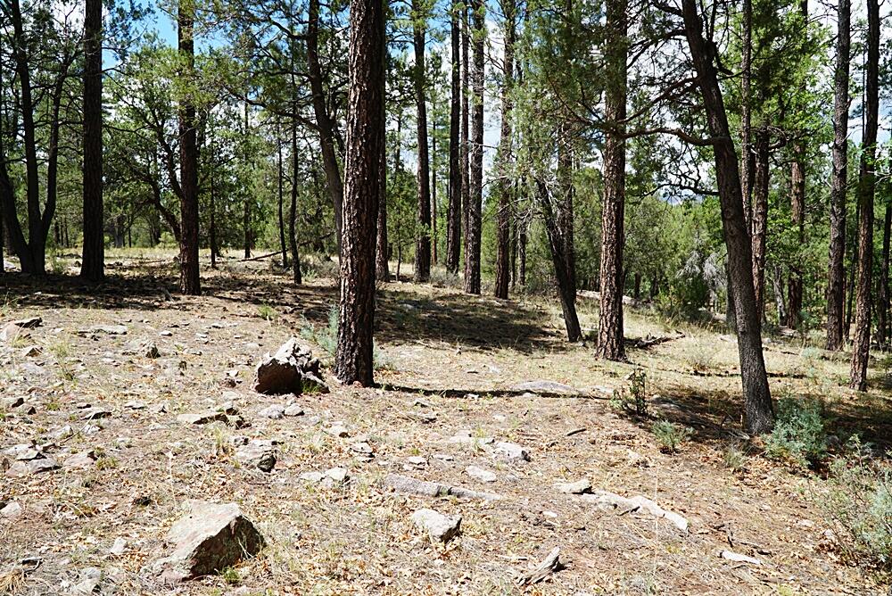 283 Lookout Trail Payson, AZ 85541 - Photo 2 of 10