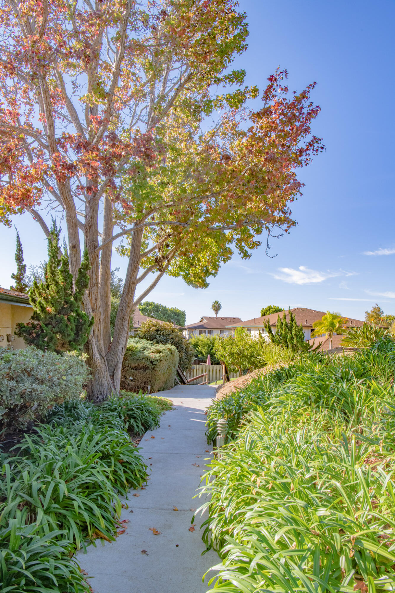 373 Northgate Drive, Unit A Goleta, CA 93117 - Photo 32 of 37 a view of a garden with plants and large trees