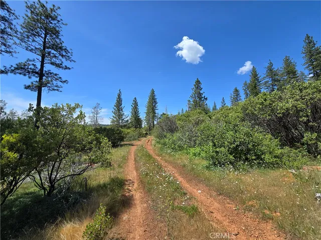 a view of a field with large trees