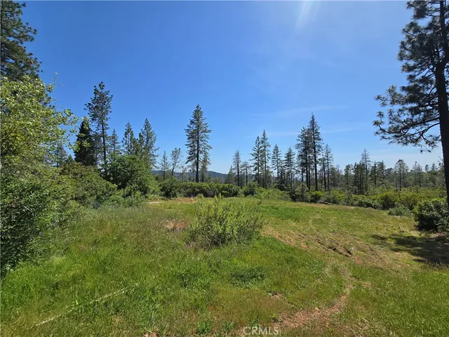 a view of a forest with trees