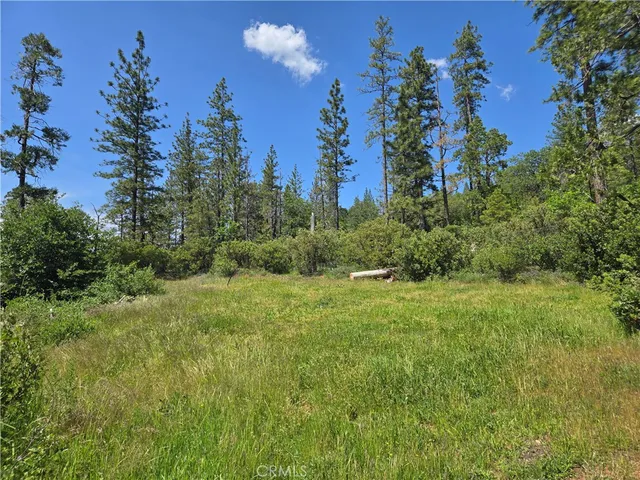 a view of a forest with lots of trees