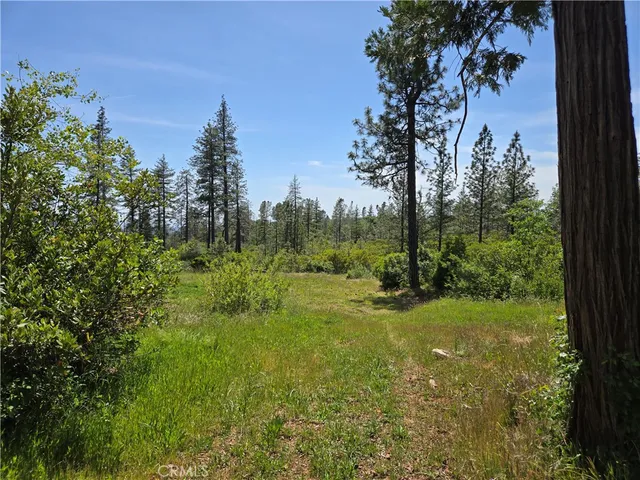 a view of a lush green forest