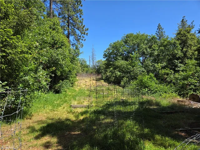 a view of a forest with trees
