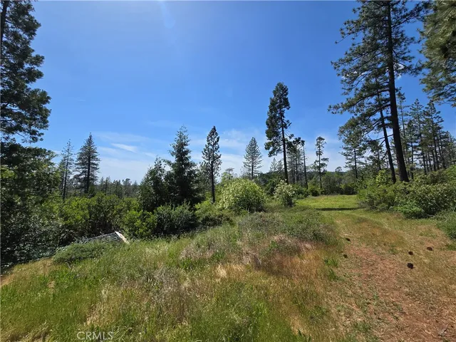 a view of a yard with plants and trees