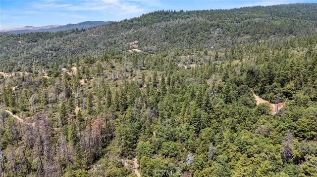 a view of a forest with a tree