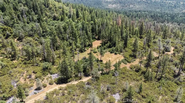 a view of a forest with a tree