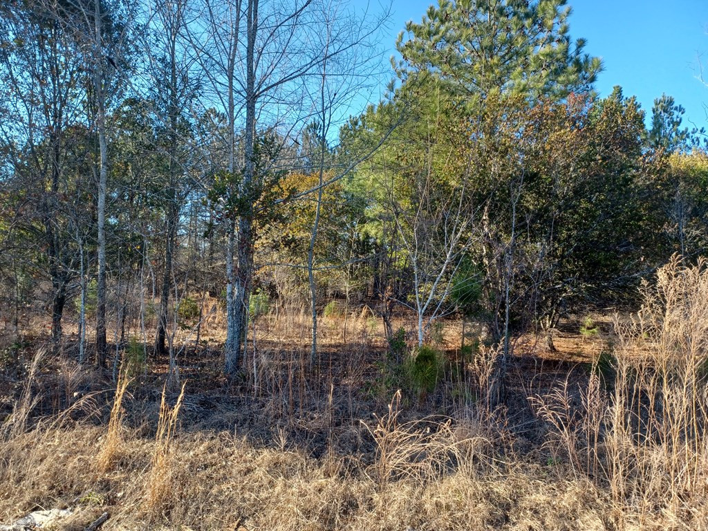 Tbd Tbd Browns Pond Road Salley, SC 29137 - Photo 5 of 8
