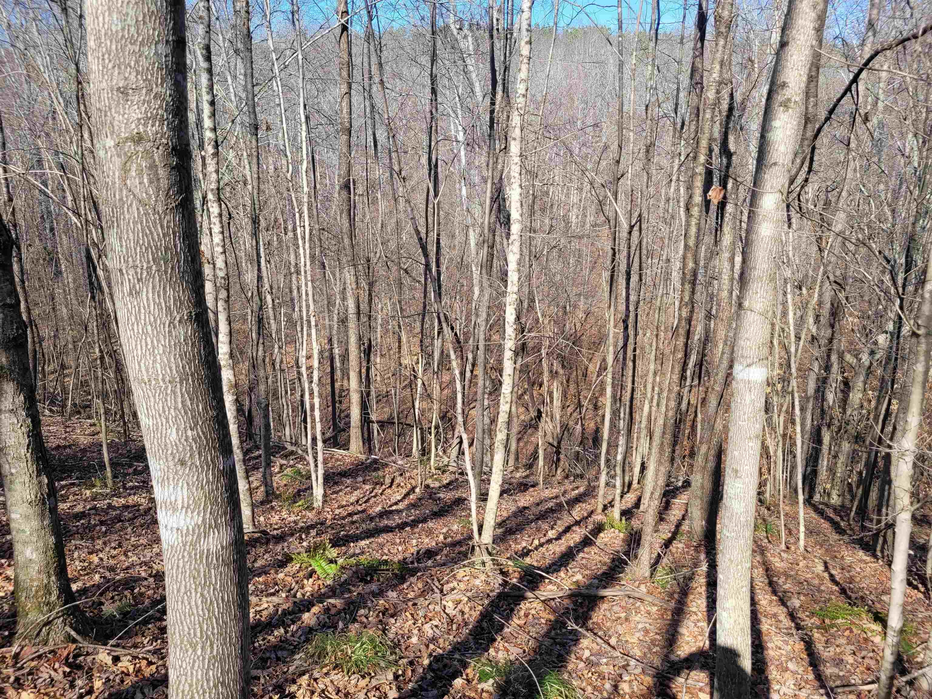 0 Jr Keeton Road Waynesboro, TN 38485 - Photo 2 of 15 Gallery Image 2