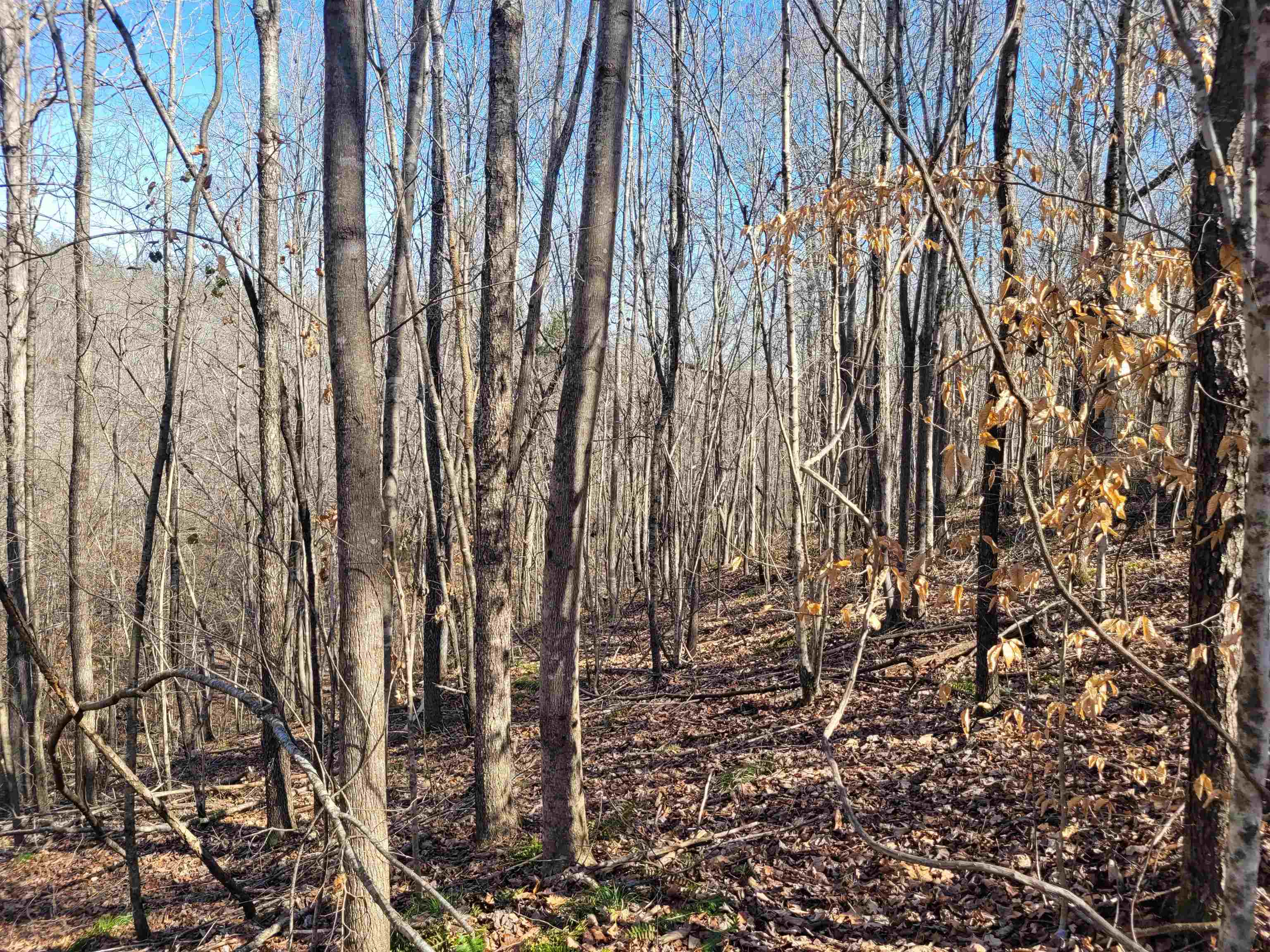 0 Jr Keeton Road Waynesboro, TN 38485 - Photo 3 of 15 Gallery Image 3