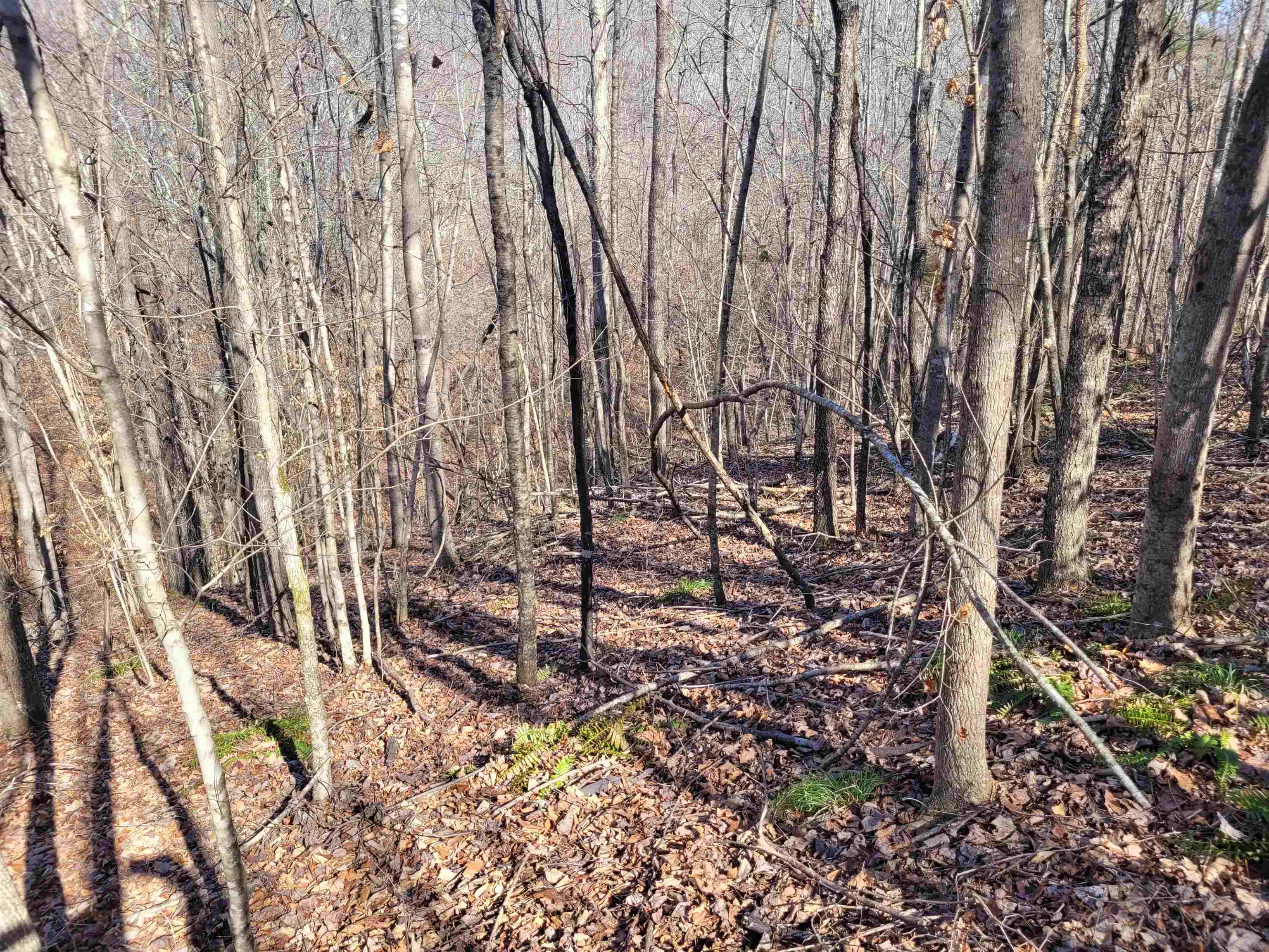 0 Jr Keeton Road Waynesboro, TN 38485 - Photo 4 of 15 Gallery Image 4