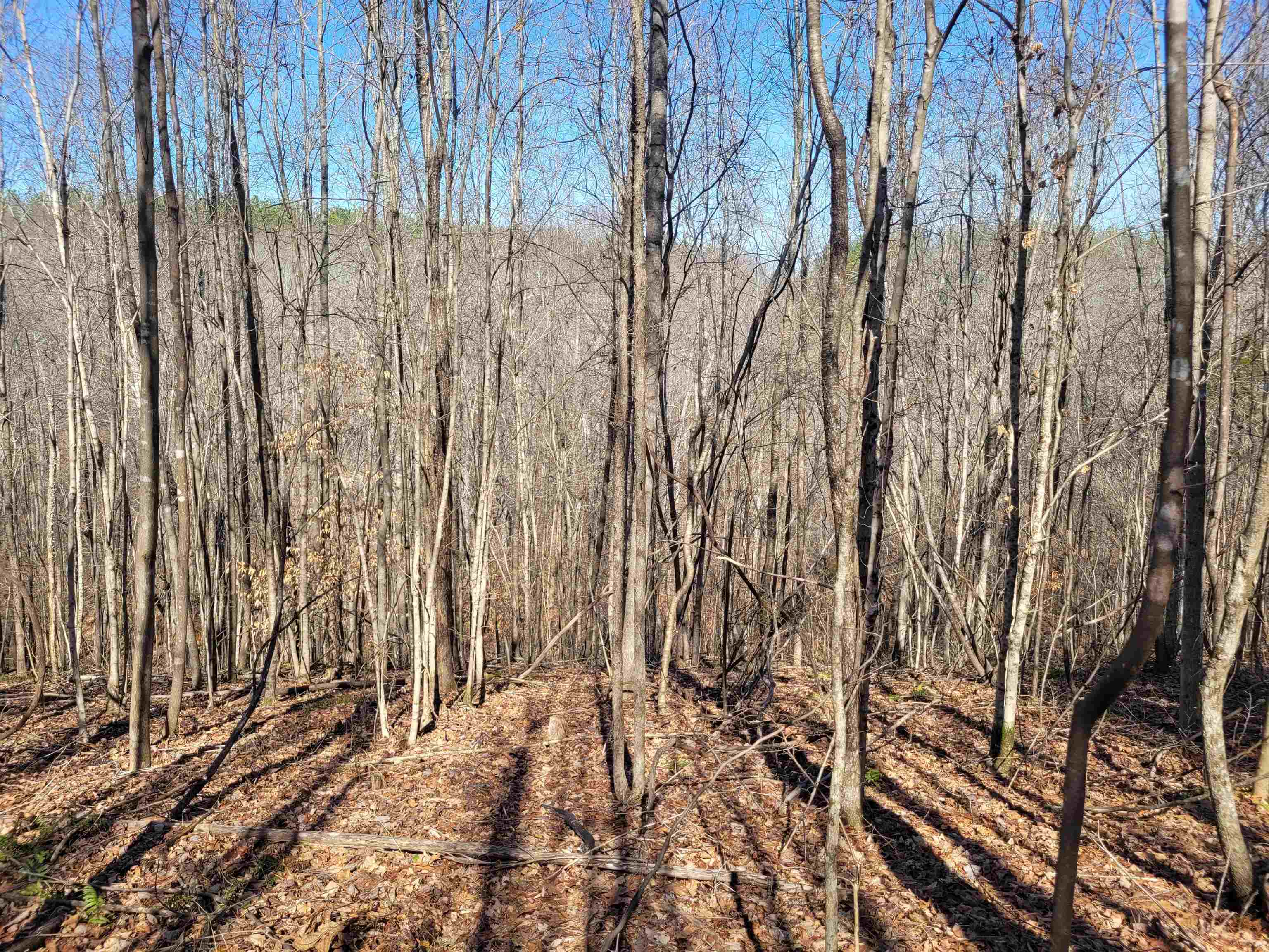 0 Jr Keeton Road Waynesboro, TN 38485 - Photo 7 of 15 Gallery Image 7