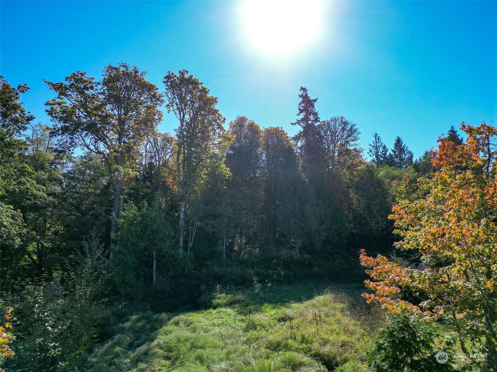 0 Northeast Twin Spits Road Hansville, WA 98340 - Photo 22 of 29 a view of a bunch of trees in a yard