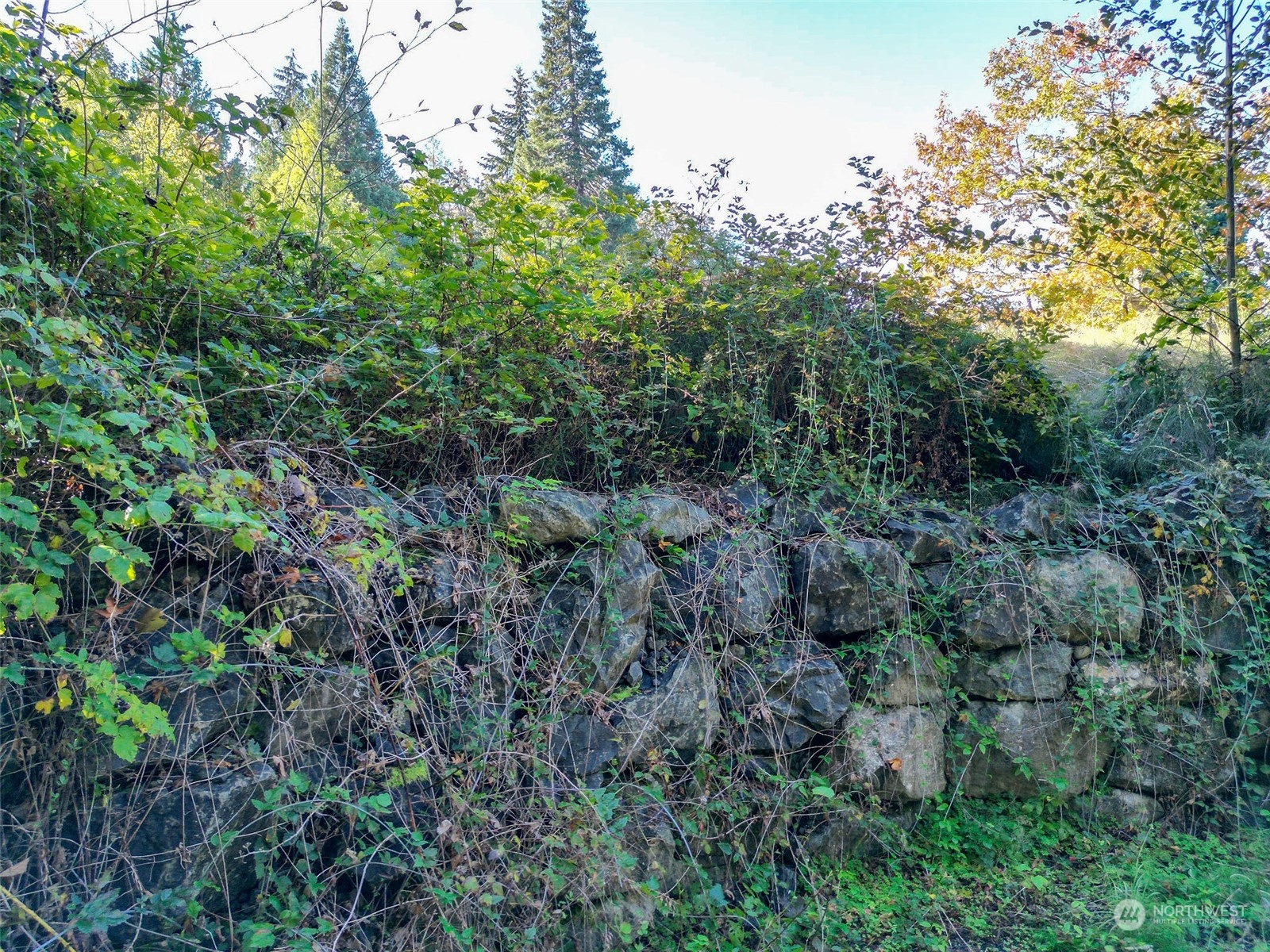 0 Northeast Twin Spits Road Hansville, WA 98340 - Photo 27 of 29 a view of a lush green forest with lots of trees