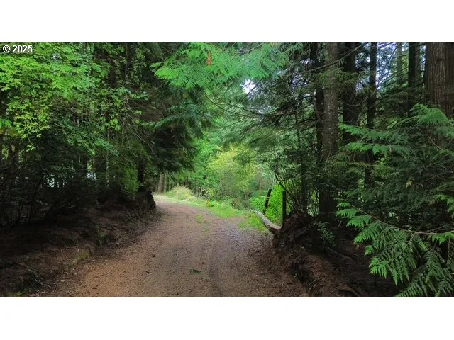 a open area with trees in the background