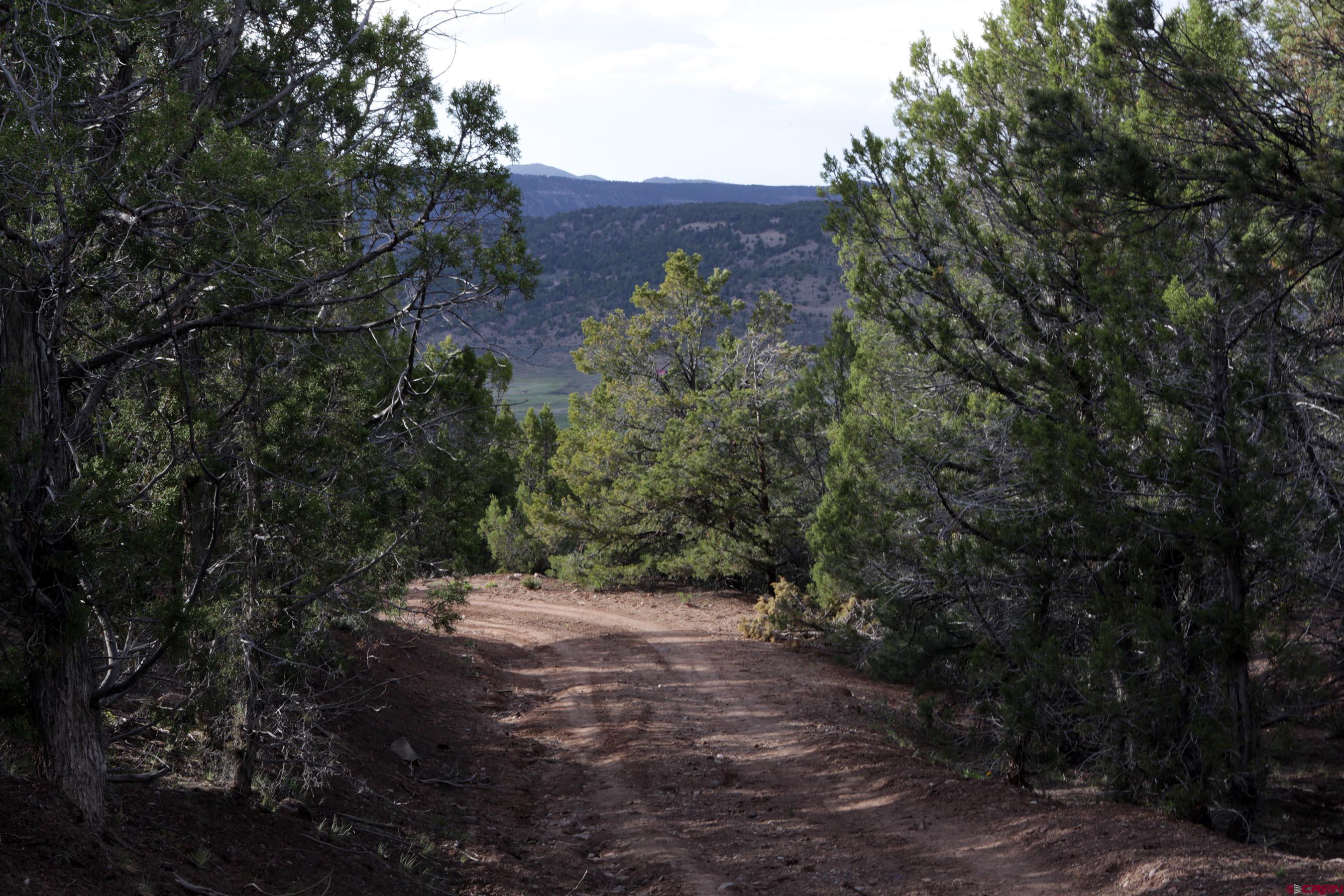 102 550th Highway Ridgway, CO 81432 - Photo 3 of 18 a view of a forest with trees