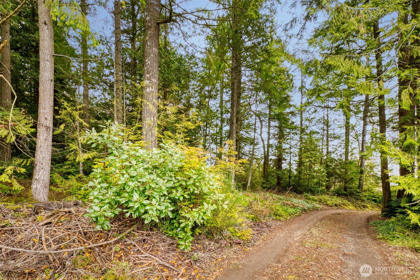 0 Dickey Road Northwest Silverdale, WA 98383 - Photo 16 of 21 a view of a yard with plants
