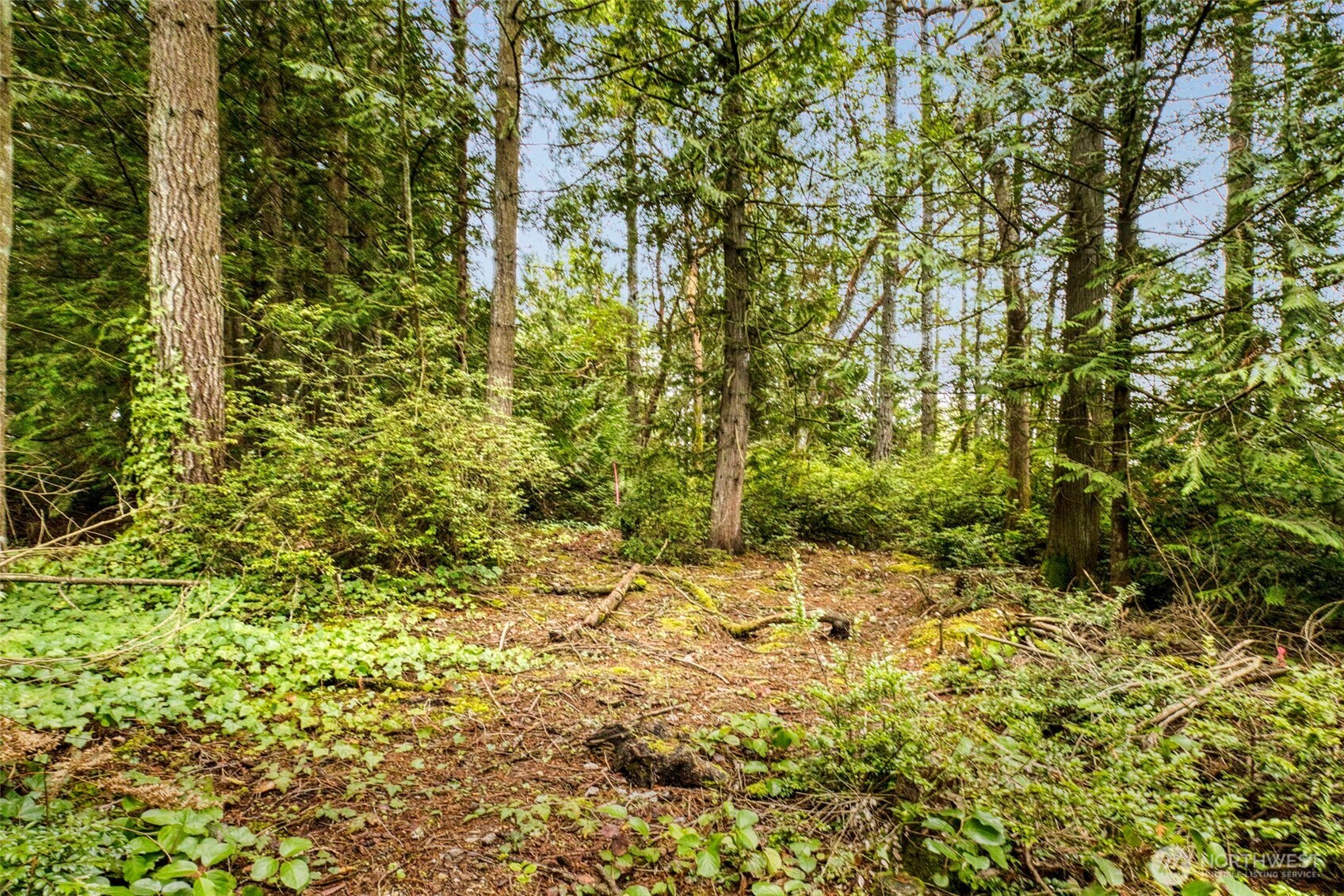 0 Dickey Road Northwest Silverdale, WA 98383 - Photo 17 of 21 a view of a yard with plants