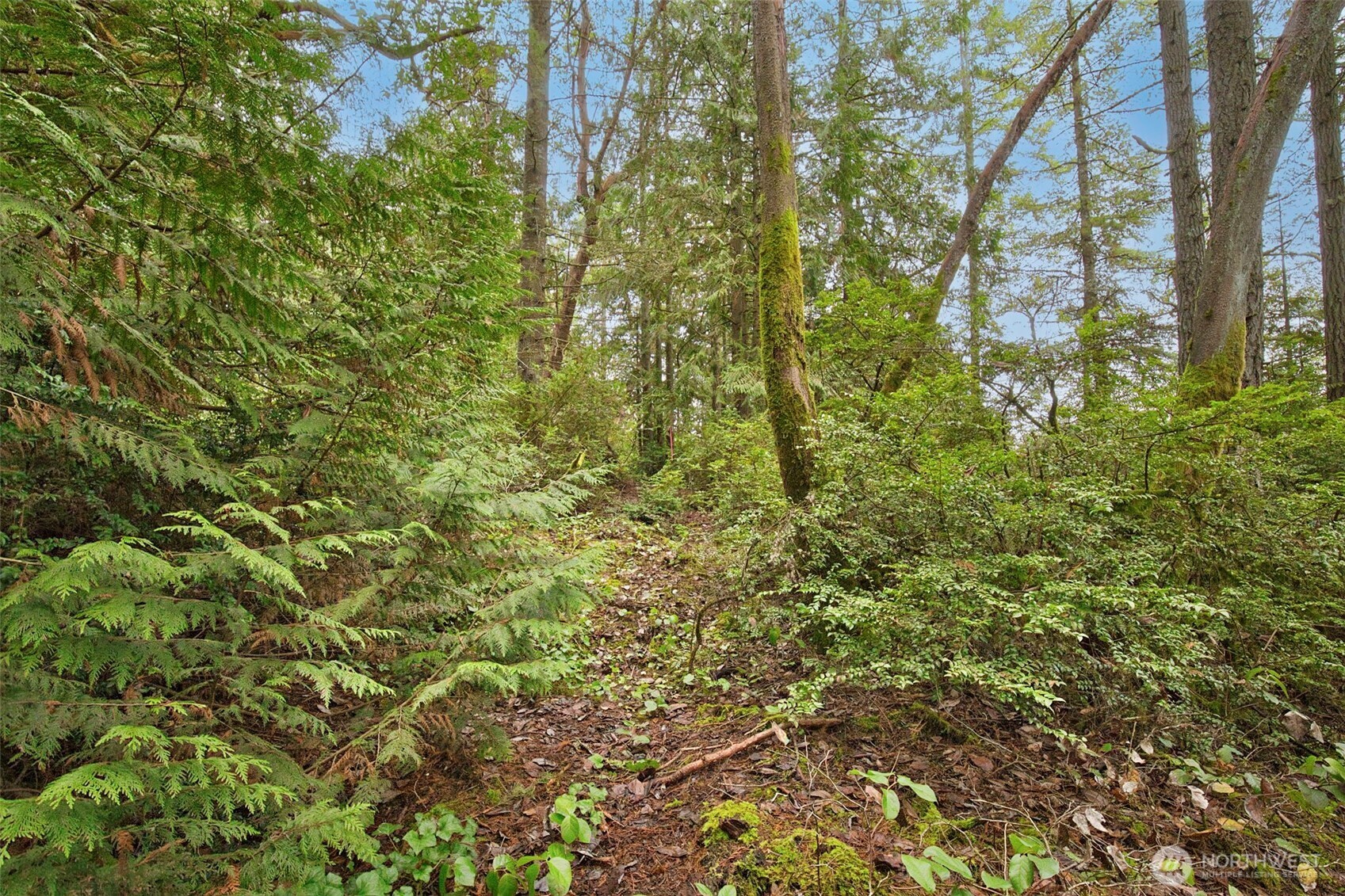 0 Dickey Road Northwest Silverdale, WA 98383 - Photo 18 of 21 a view of a yard