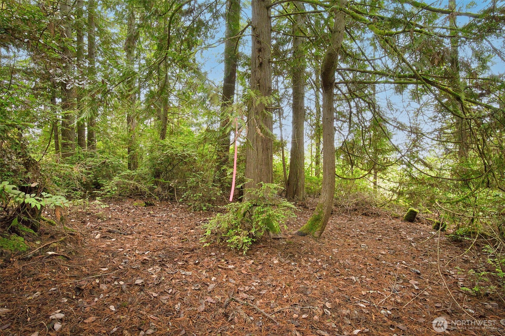 0 Dickey Road Northwest Silverdale, WA 98383 - Photo 19 of 21 a green field with lots of trees