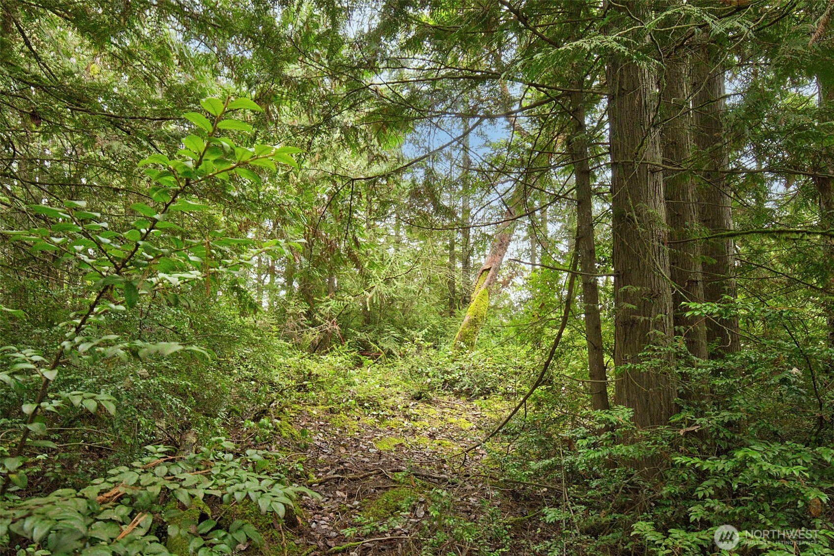 0 Dickey Road Northwest Silverdale, WA 98383 - Photo 20 of 21 a view of a yard