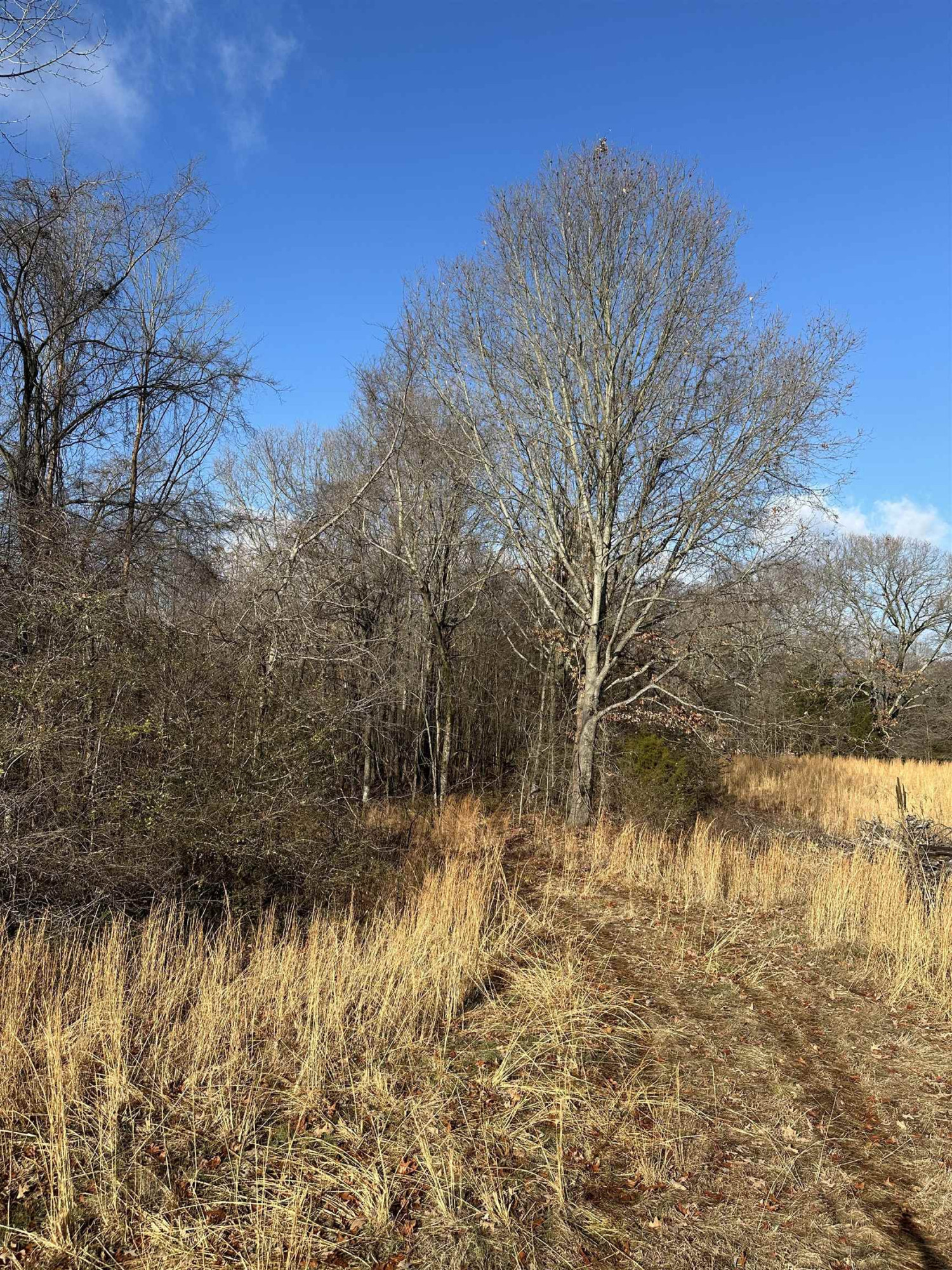 0 Walnut Grove Road Milan, TN 38358 - Photo 4 of 13 Photo 4