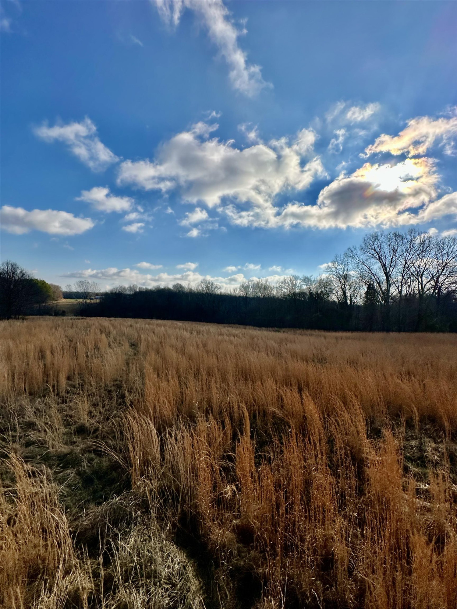 0 Walnut Grove Road Milan, TN 38358 - Photo 5 of 13 Photo 5