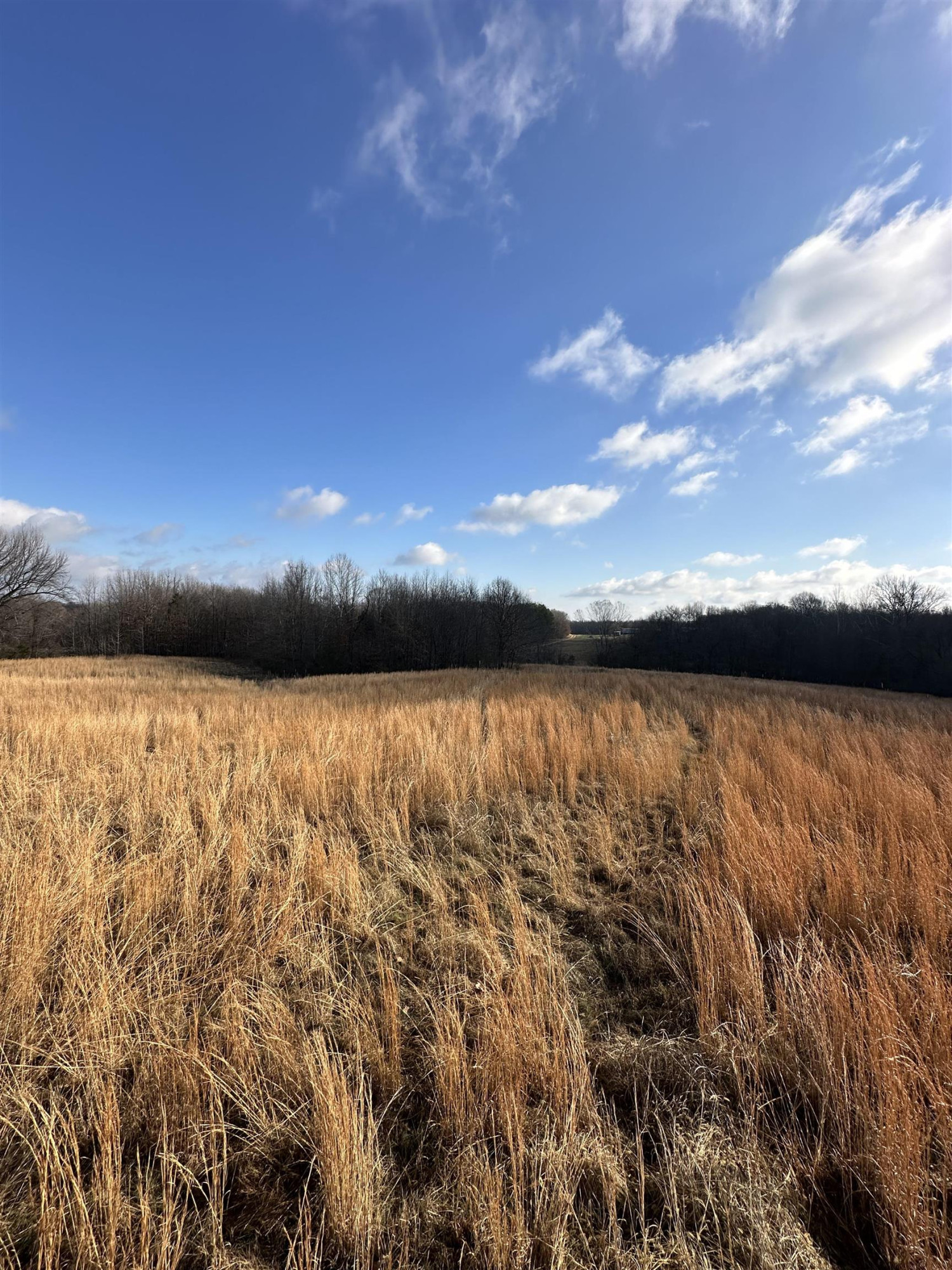 0 Walnut Grove Road Milan, TN 38358 - Photo 6 of 13 Photo 6