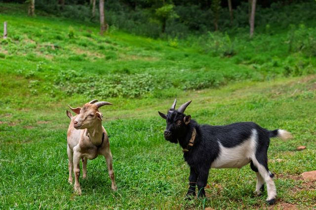 $2,260,000 | 7518 River Rd Pike, Nashville, TN 37209