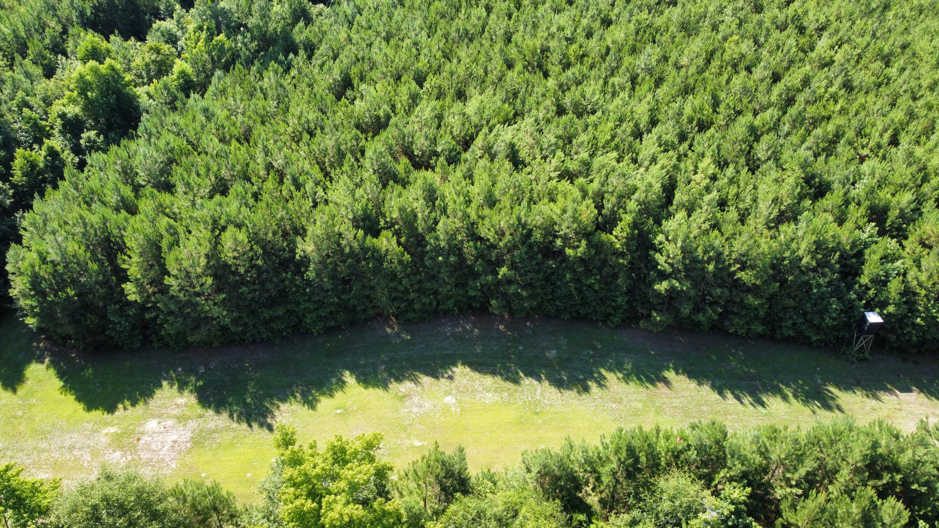 0 Tupperware Road Hemingway, SC 29554 - Photo 1 of 11 dji_fly_20240702_100222_229_171992895644