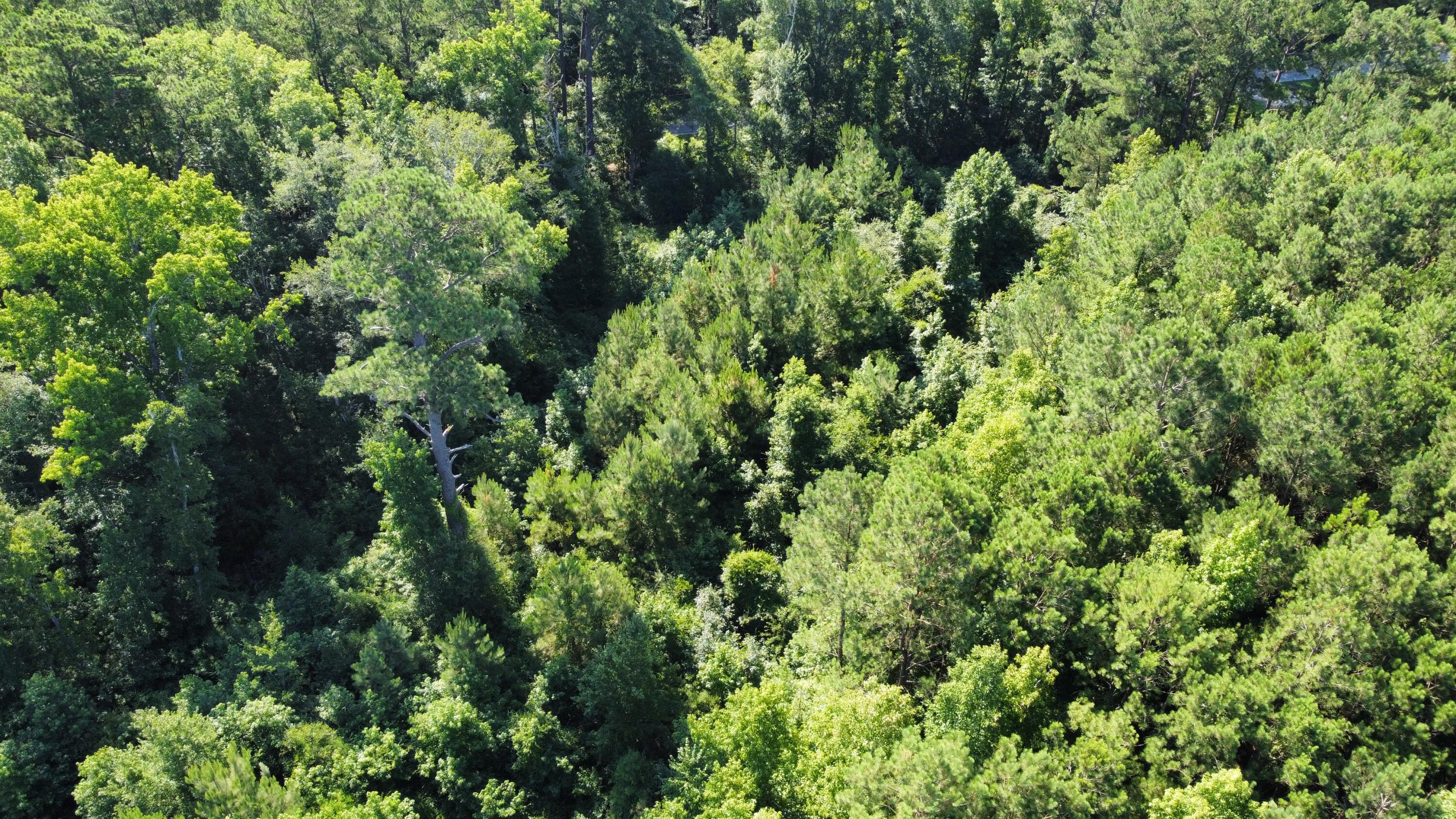 0 Tupperware Road Hemingway, SC 29554 - Photo 5 of 11 dji_fly_20240702_100252_231_171992897831