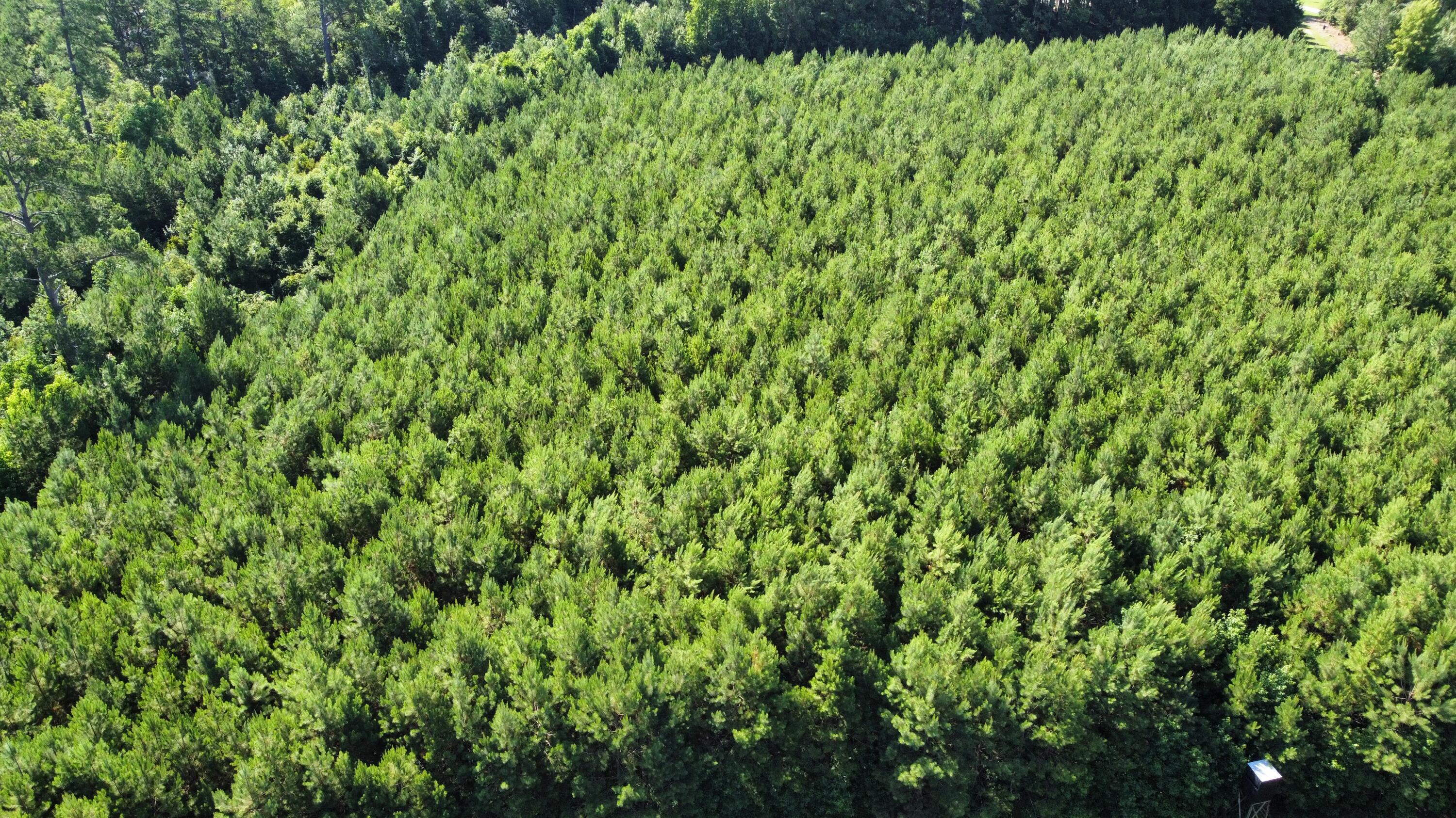 0 Tupperware Road Hemingway, SC 29554 - Photo 6 of 11 dji_fly_20240702_100226_230_171992895985