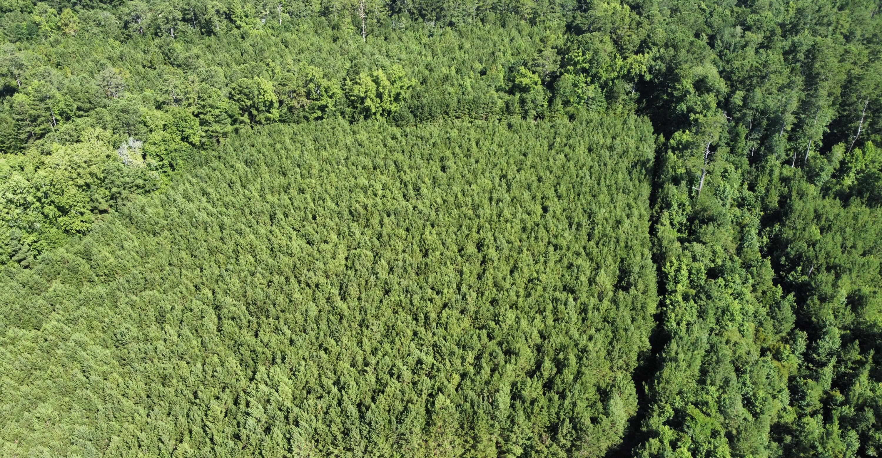 0 Tupperware Road Hemingway, SC 29554 - Photo 9 of 11 dji_fly_20240702_100116_226_171992888422