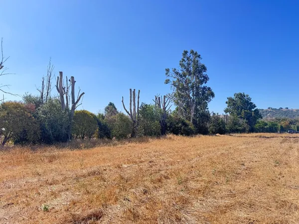 a view of a yard with a tree