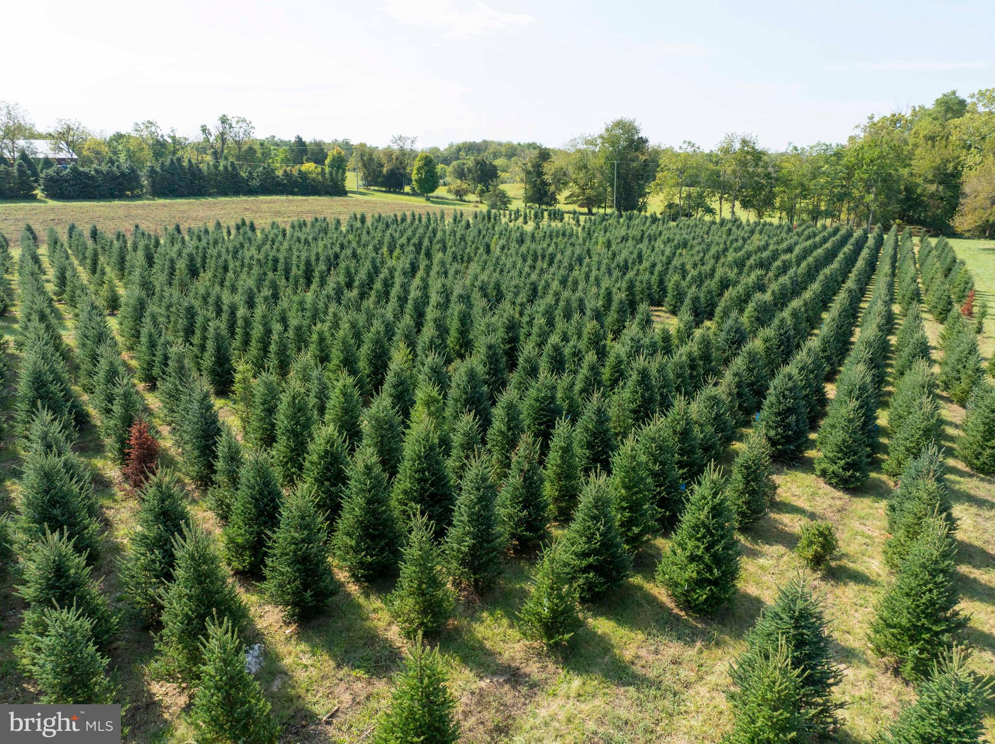 364 Knott Road Shepherdstown, WV 25443 - Photo 27 of 66 a view of a green field with lots of bushes