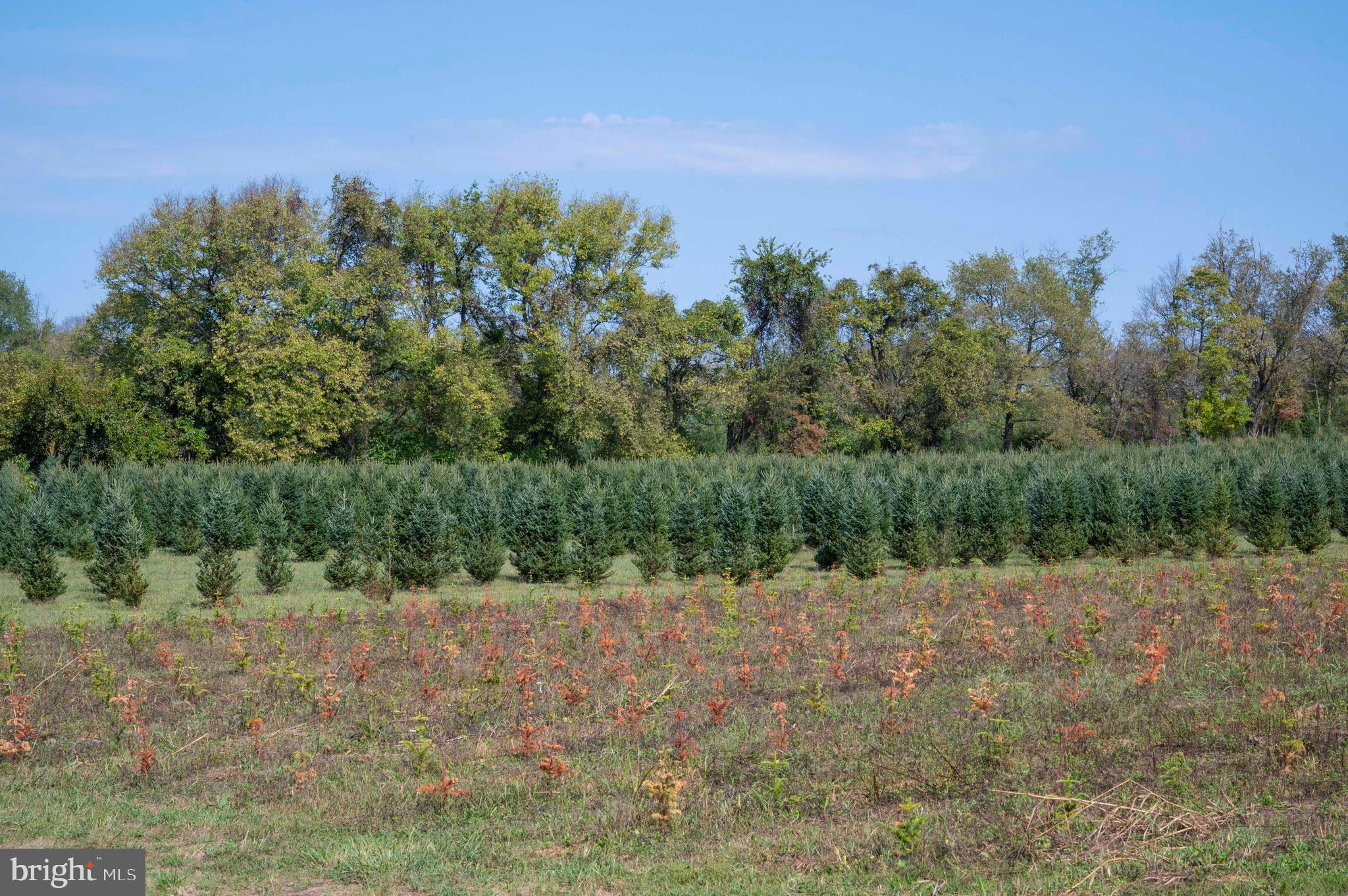 364 Knott Road Shepherdstown, WV 25443 - Photo 60 of 66 a view of a field with trees in background